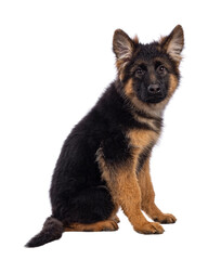 Cute German Shepherd dog puppy, sitting up side ways. Looking straight to camera, mouth closed. Isolated cutout on a white background.