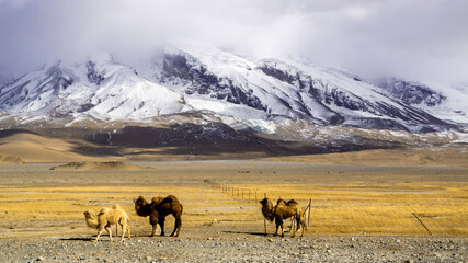 herd of horses Xijjiang China