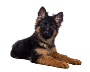 Cute German Shepherd dog puppy, laying down side ways. Looking straight to camera, mouth closed. Isolated cutout on a white background.