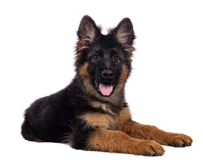Cute German Shepherd dog puppy, laying down side ways. Looking straight to camera, mouth open and...