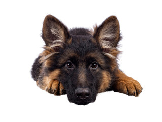 Cute German Shepherd dog puppy, laying head down facing front. Looking straight to camera, mouth closed. Isolated cutout on a white background.