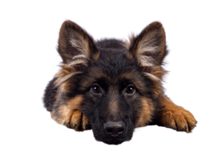 Cute German Shepherd dog puppy, laying head down facing front. Looking straight to camera, mouth closed. Isolated cutout on a white background.