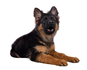 Cute German Shepherd dog puppy, laying down side ways. Looking straight to camera, mouth open...