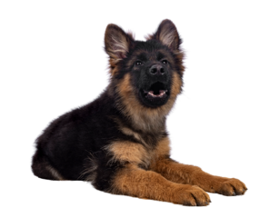Cute German Shepherd dog puppy, laying down side ways. Looking straight to camera, mouth open howling. Isolated cutout on a white background..