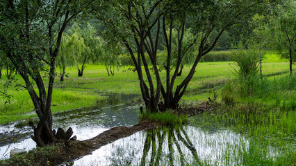 lake in the forest Lake Lugu Lijiang China