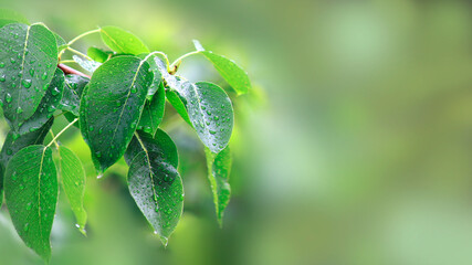 Spring or summer background with green leaves and raindrops