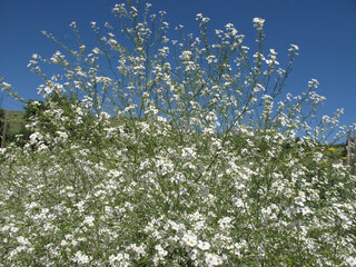 Fototapeta premium spring field flowers