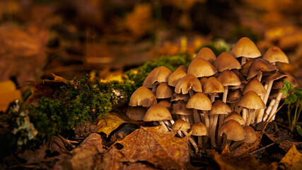 Beautiful group of mushrooms among the yellow autumn leaves and green moss