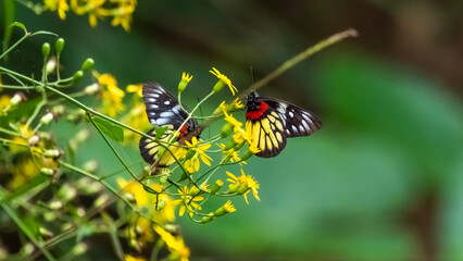 butterfly on yellow flower