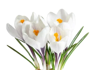 Foto auf Acrylglas weiße Krokusblüten isoliert auf weißen Hintergrund, Freisteller © oxie99