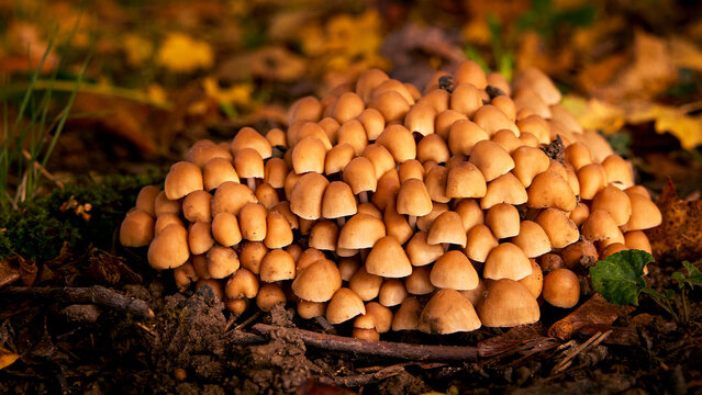 Close-up group of yellow mushrooms among the autumn leaves