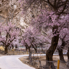 blossom tree, Xinjiang, China