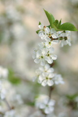 blossoming apple tree branch
