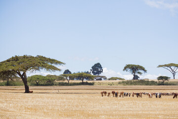 Obraz premium fields Cows herds grazing in the savannah grassland