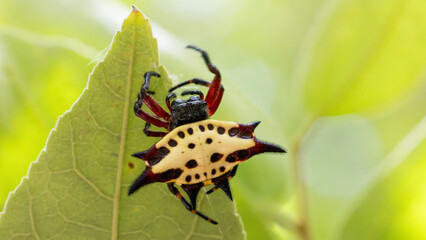 a kite spider close-up 