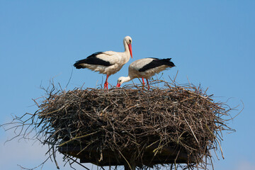 Two storks are building a nest