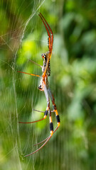 a golden orb web spider