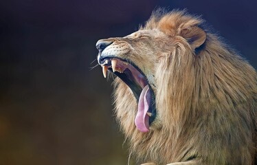 Closeup shot of a male lion yawning.