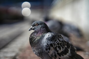 A pigeon with a fearless face