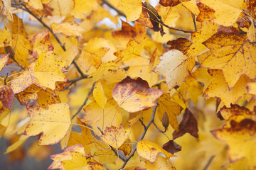 Yellow maple leaves background
