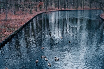 Flock of ducks swimming in a tranquil lake surrounded by a dense forest landscape