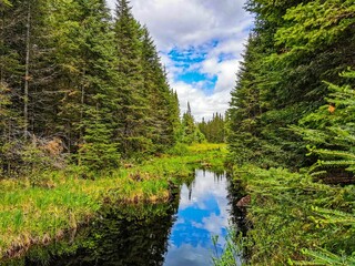 River meandering through a lush green forest, surrounded by tall trees and abundant foliage