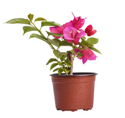 pink cyclamen in a pot isolated