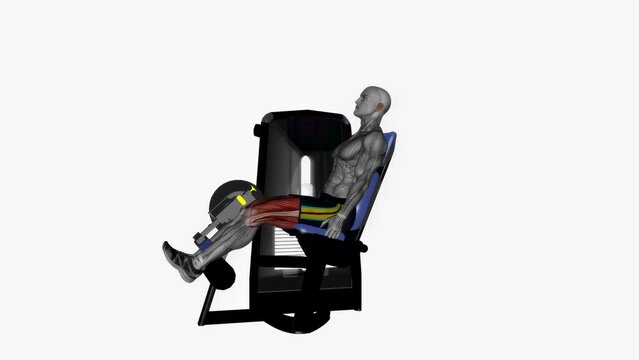 Animation of a muscle man Seated leg curl machine fitness exercise workout efforts