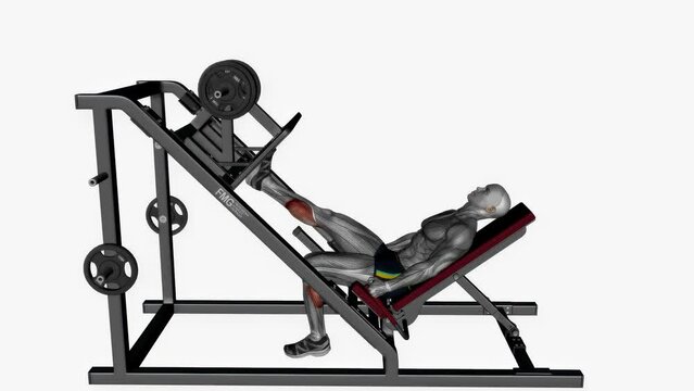 Animation of calf raise leg press machine fitness exercise workout