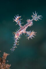 Obraz na płótnie Canvas Vertical closeup of Solenostomus paradoxus swimming underwater