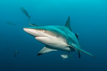 Scenic view of sharks swimming together in the open ocean
