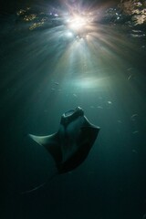 a manta ray, swimming in a sea, just before sundown