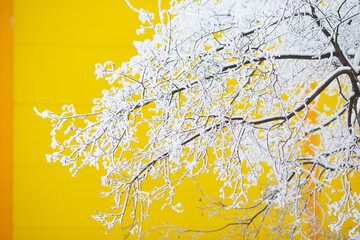 Branches covered in frost against the background of a bright yellow wall.