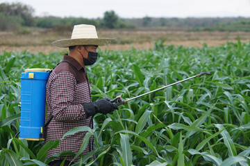 Naklejka na ściany i meble Asian farmer uses herbicides, insecticides chemical spray to get rid of weeds and insects or plant disease in the corn fields. Cause air pollution. Environmental , Agriculture chemicals concept. 