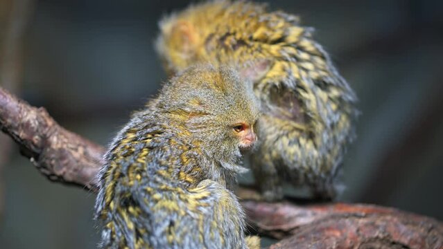 Cebuella pygmaea niveiventris is the smallest monkey in the world. Two monkeys are help each other to find parasite in the fur.