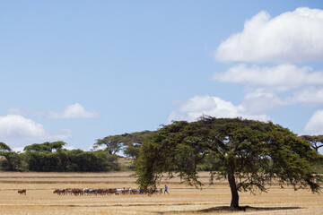 trees in the savannah
