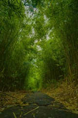 Scenic pathway lined with towering bamboo trees in a lush forest