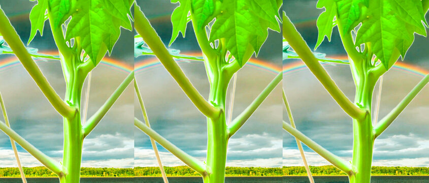 pappaya tree background 