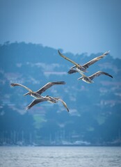 Vibrant vertical shot of a flock of Pelicans (Pelecanus) gliding gracefully over a blue ocean