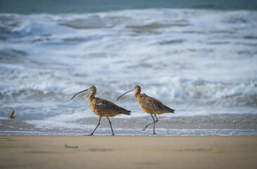 Two Far Eastern Curlews (Numenius madagascariensis) perched on the sandy beach