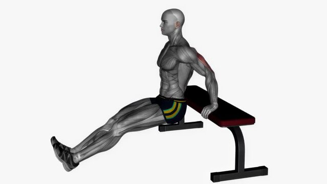 3D-rendered animation of a person doing the Triceps Dips exercise on a bench on empty background