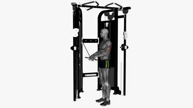 3D rendered animation showcasing the tricep workout at the gym on the empty white background