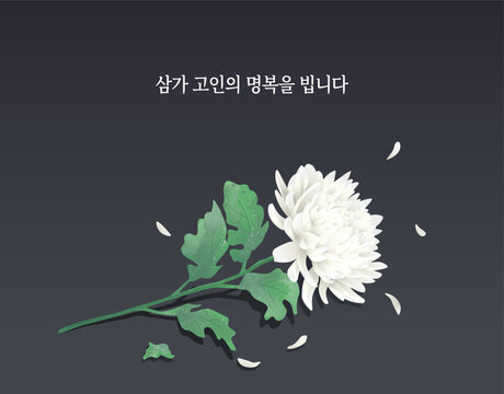 장례식 애도 국화