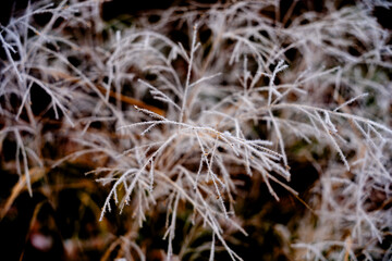 les plantes en hiver- très jolie avec le brouillard