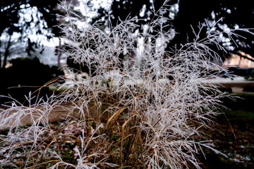Les plantes en hiver - très jolie brouillard