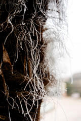 un arbre en hiver - jolie en brouillard