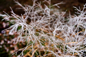 les plantes en hiver- très jolie avec le brouillard