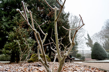 les plantes en hiver- très jolie avec le brouillard