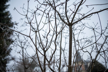 les plantes en hiver- très jolie avec le brouillard