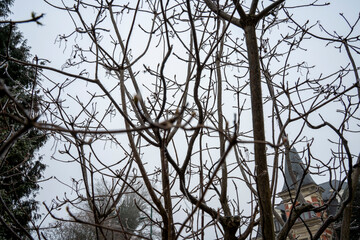 les plantes en hiver- très jolie avec le brouillard
